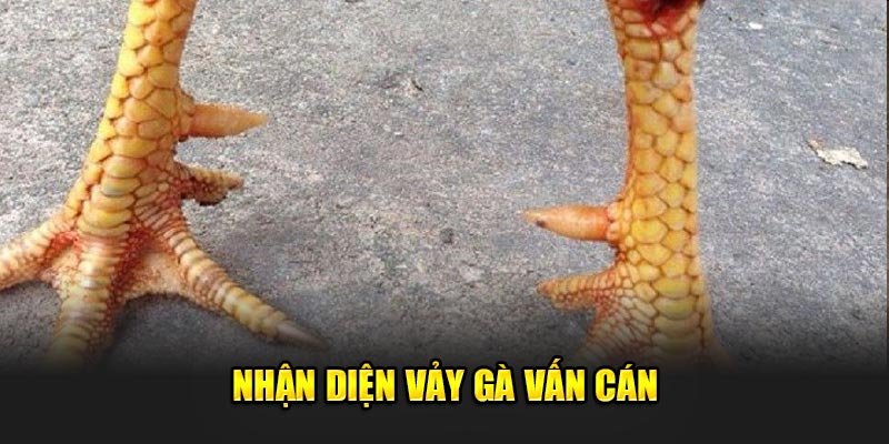 Nhan-dien-vay-ga-van-can