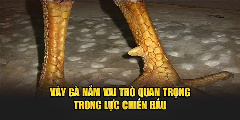 Vay-ga-nam-vai-tro-quan-trong-trong-luc-chien-dau