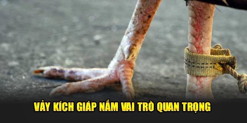 Vay-kich-giap-nam-vai-tro-quan-trong